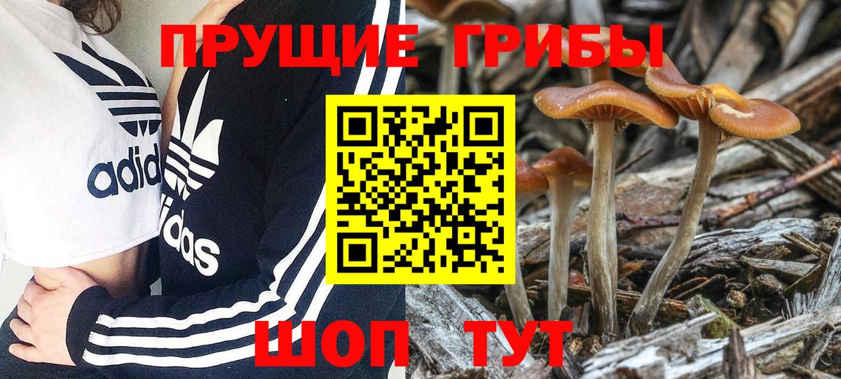 Галлюциногенные грибы прущие грибы  Вход с VPN  Кунгур 