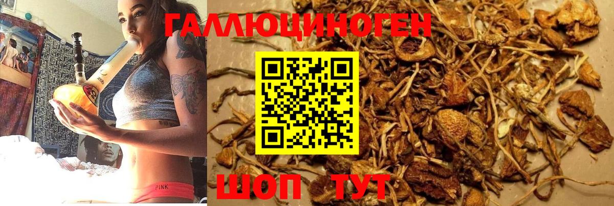 Псилоцибиновые грибы прущие грибы Кунгур